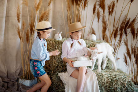 Little sisters girls hug and feed a little white goat with hay: Easter themeの写真素材