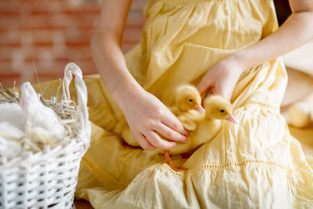 The girl holds her pets on her lap: chickens and ducklings. Cute installation for holy easterの写真素材