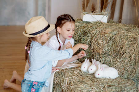 Sister girls in rustic clothes and hats play with white rabbits in the hayloft, feed them and take care of the petsの写真素材