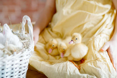 The girl holds her pets on her lap: chickens and ducklings. Cute installation for holy easterの写真素材