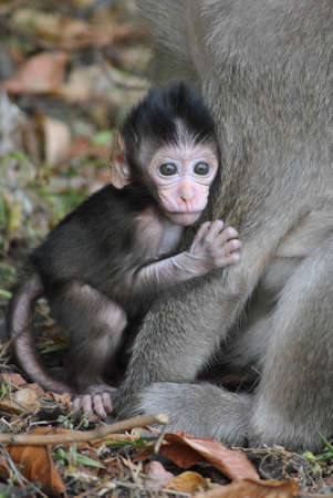 baby and motherの写真素材