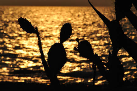 cactus silhouette against the sea at sunsetの写真素材