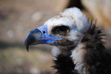griffon vulture portrait in profile