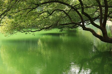 Park pondの写真素材