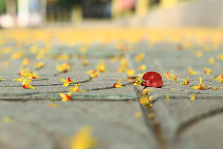 Fallen autumn flowersの写真素材