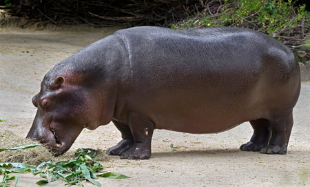 Hippopotamus eating hay. Latin name - Hippopotamus amphibius