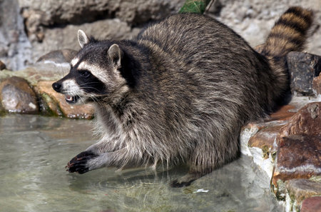 Racoon in its enclosure. Latin name - Procyon lotorの写真素材