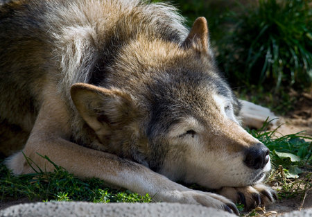 Sleeping grey wolf. Latin name - Canis lupus