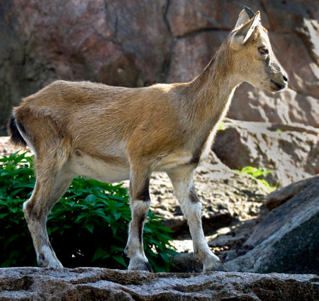Young markhor. Latin name - Capra falconeriの写真素材