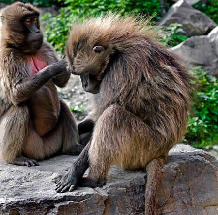 Gelada baboon male. Latin name - Theropithecus geladaの写真素材