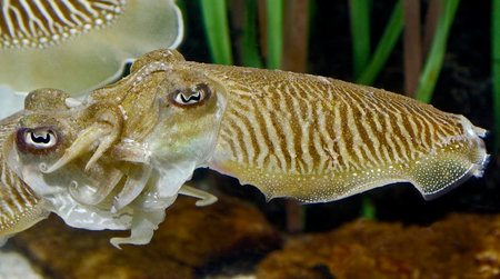 Common cuttlefish. Latin name - Sepia officinalis