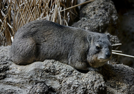 Rock hyrax. Latin name - Procavia capensis