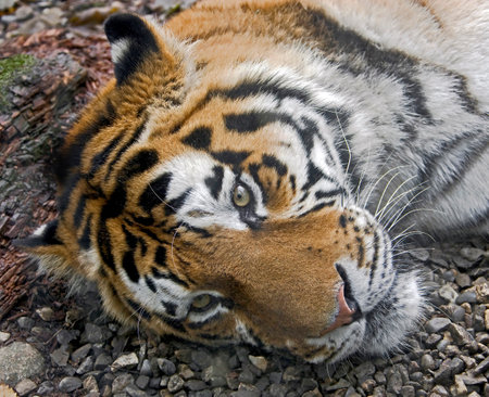 Siberian tiger. Latin name - Panthera tigris altaicaの写真素材