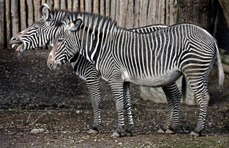 Grevy zebras near the fence. Latin name - Equus grevyiの写真素材
