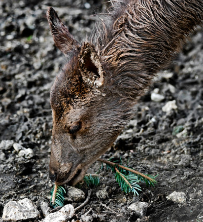 European red deer female. Latin name - Cervus elaphus hippelaphusの写真素材