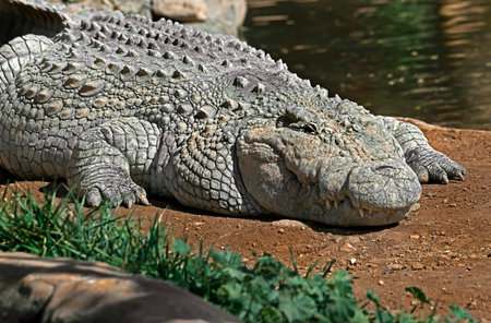 Nile crocodile near the pond. Latin name - Crocodylus niloticus