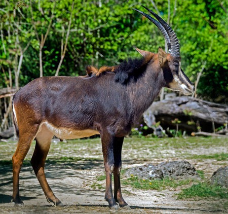 Sable antelope on the lawn. Latin name - Hippotragus nigerの写真素材