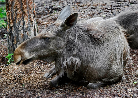Eurasian elk on the ground. Latin name -  Alces alcesの写真素材