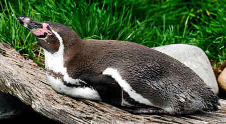 Peruvian penguin also known as Humboldt penguin. Latin name - Spheniscus humboldtiの写真素材
