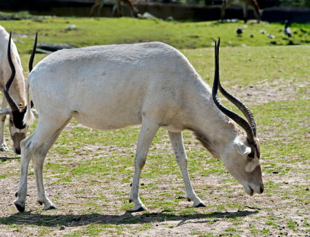 Addax also known as screwhorn antelope. Latin name - Addax nasomaculatusの写真素材