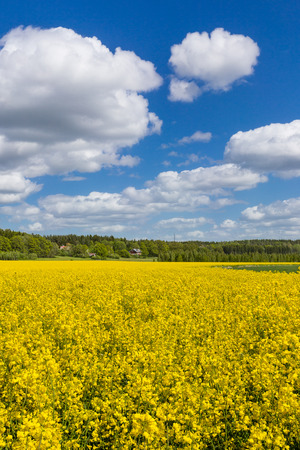 Canola fields in bloom, typical sign of spring in Sweden. You can see canola field almost everywhere when you drive to countryside during the spring and summer in Swedenの写真素材