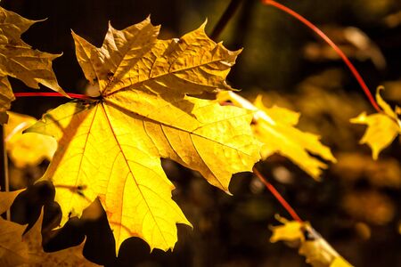 Yellow Autumn Leaves, Stockholm, Swedenの写真素材