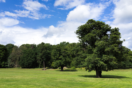 Isolated tree against Swedish forest, Haga park, Stockholm, Swedenの写真素材