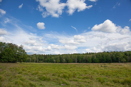scenic view of Swedish forest during the summer.の写真素材