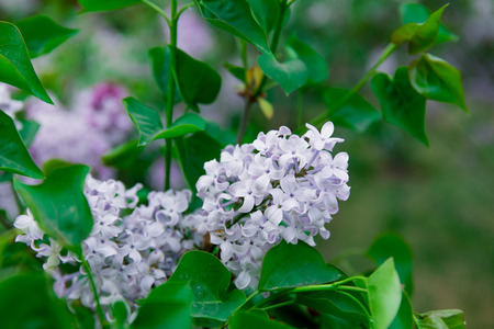 purple flowers