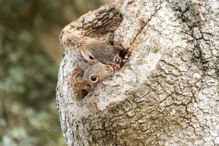 Two Eastern Gray Squirrels Peeking from Oak Tree Hollowの写真素材