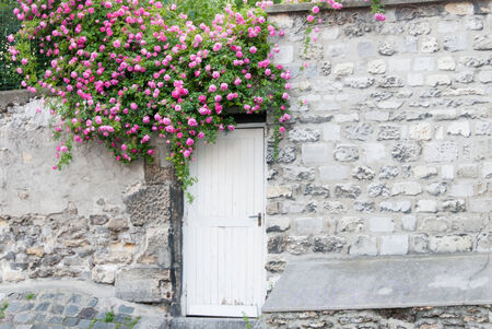 Trailing Roses on Garden Door IIの写真素材