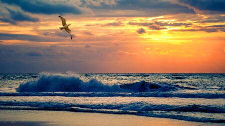 Gull at the Sea