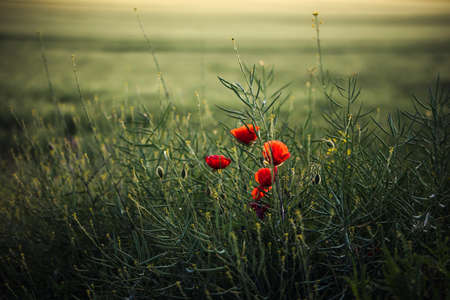 poppy in the field in summerの写真素材