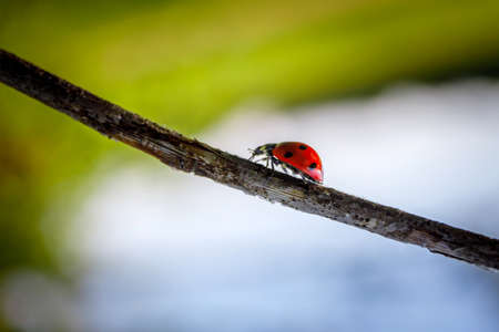 ladybug on a leafの写真素材