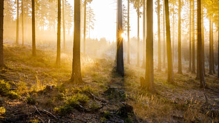 misty forest and first sun rays at autumn time