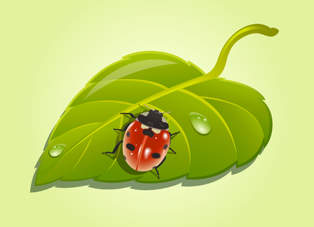 Ladybird on poplar leafのイラスト素材