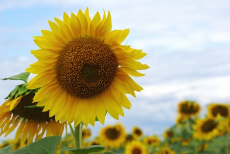 sunflower against the skyの写真素材