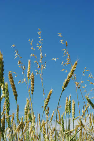 ears of corn on a background of blue skyの写真素材