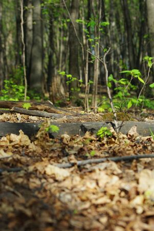 spring forestの写真素材