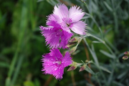 carnation flowersの写真素材