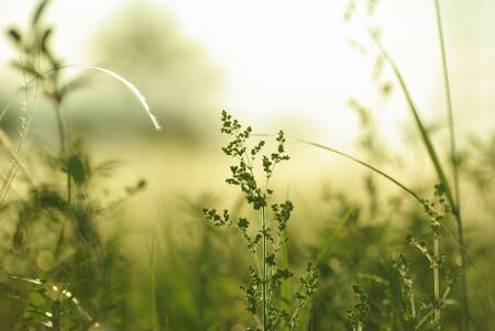 grass field in the eveningの写真素材