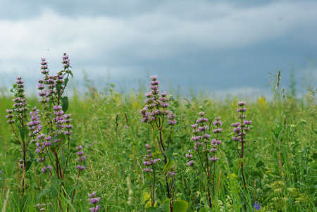flowering fieldの写真素材