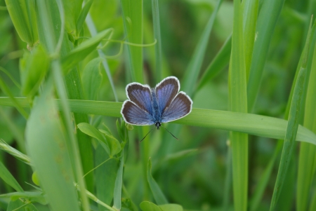blue butterfly on a blade of grassの写真素材