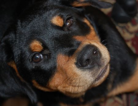 Black puppy with cute expressionの写真素材