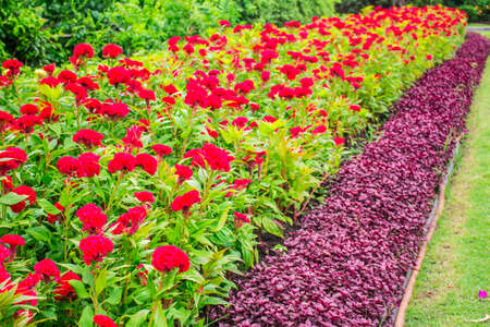 Red flower in the park.の写真素材