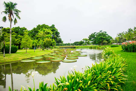 Public pond in the gardenの写真素材