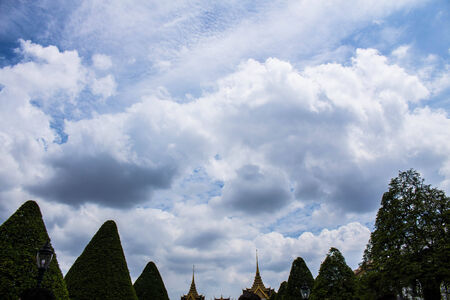 Ornamental plants in gardens and skyの写真素材