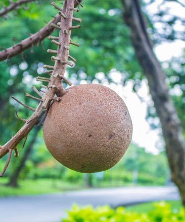 Dried fruit of the treeの写真素材