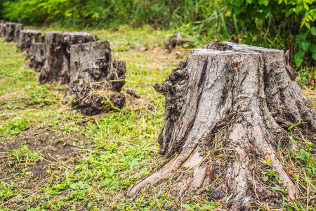 Stumps of felled and dryingの写真素材