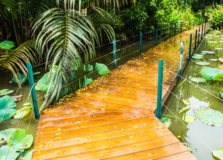 Wooden walkway and a pond.の写真素材